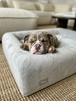 Is Your Dog Less Energetic Than They Used to Be?