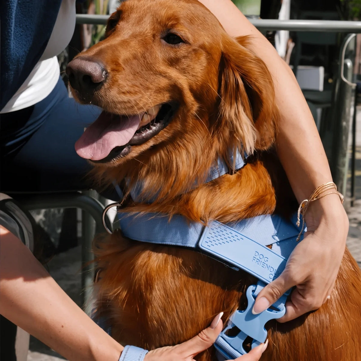 Golden retriever in the Air harness being fitted by its owner