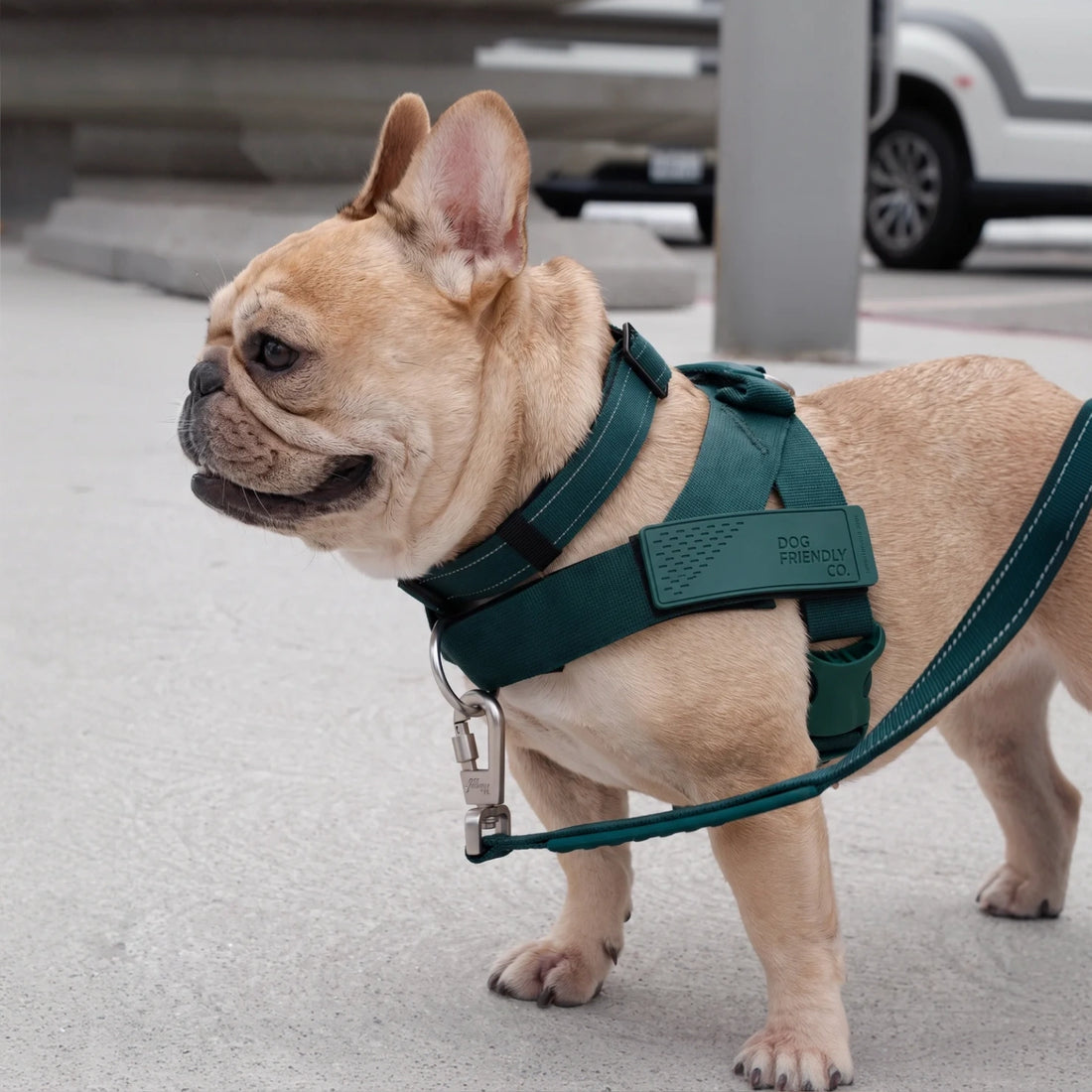 French bulldog in the Forest harness and bungee leash