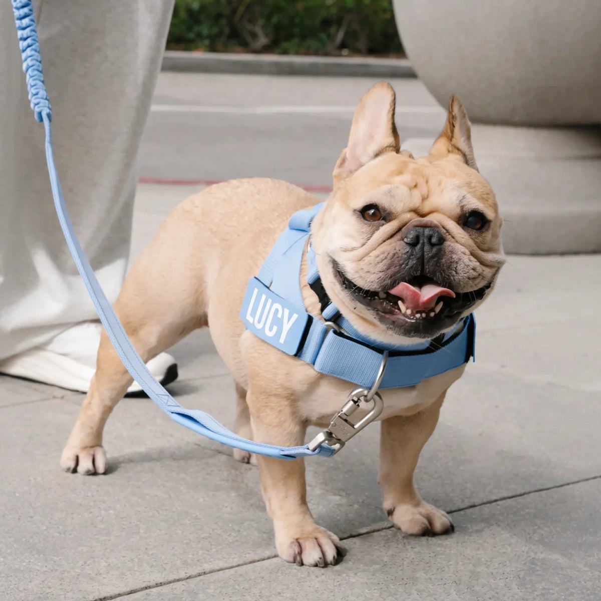 French bulldog in the Air harness and bungee leash, with the name LUCY on its custom name patch