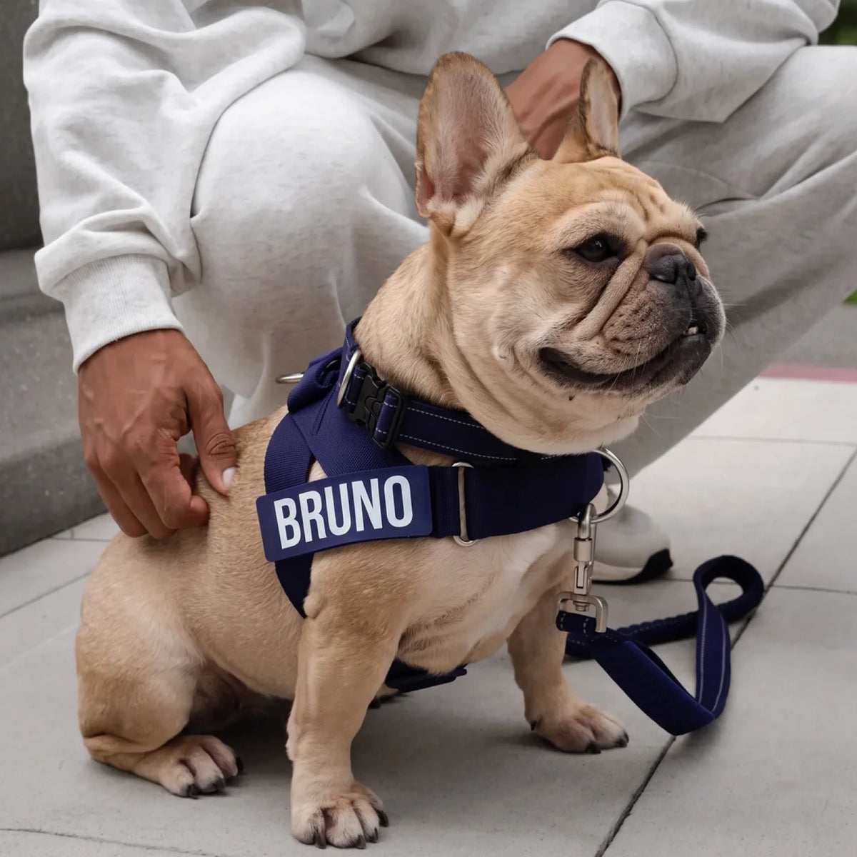 French bulldog sitting beside its owner in the Indigo harness, with the name BRUNO on its custom name patch
