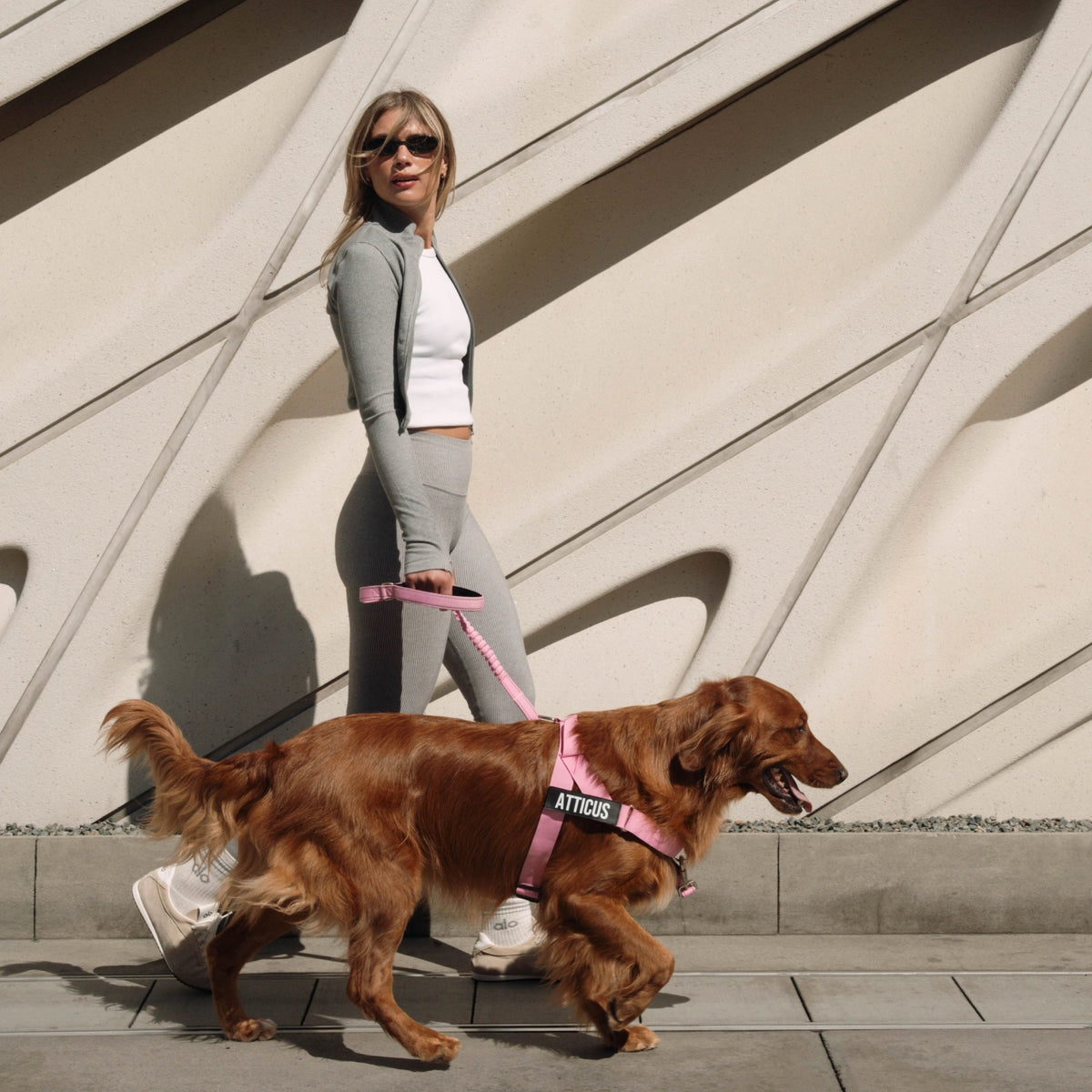 Person walking a brown dog using a pink bungee dog leash attached to a pink harness.