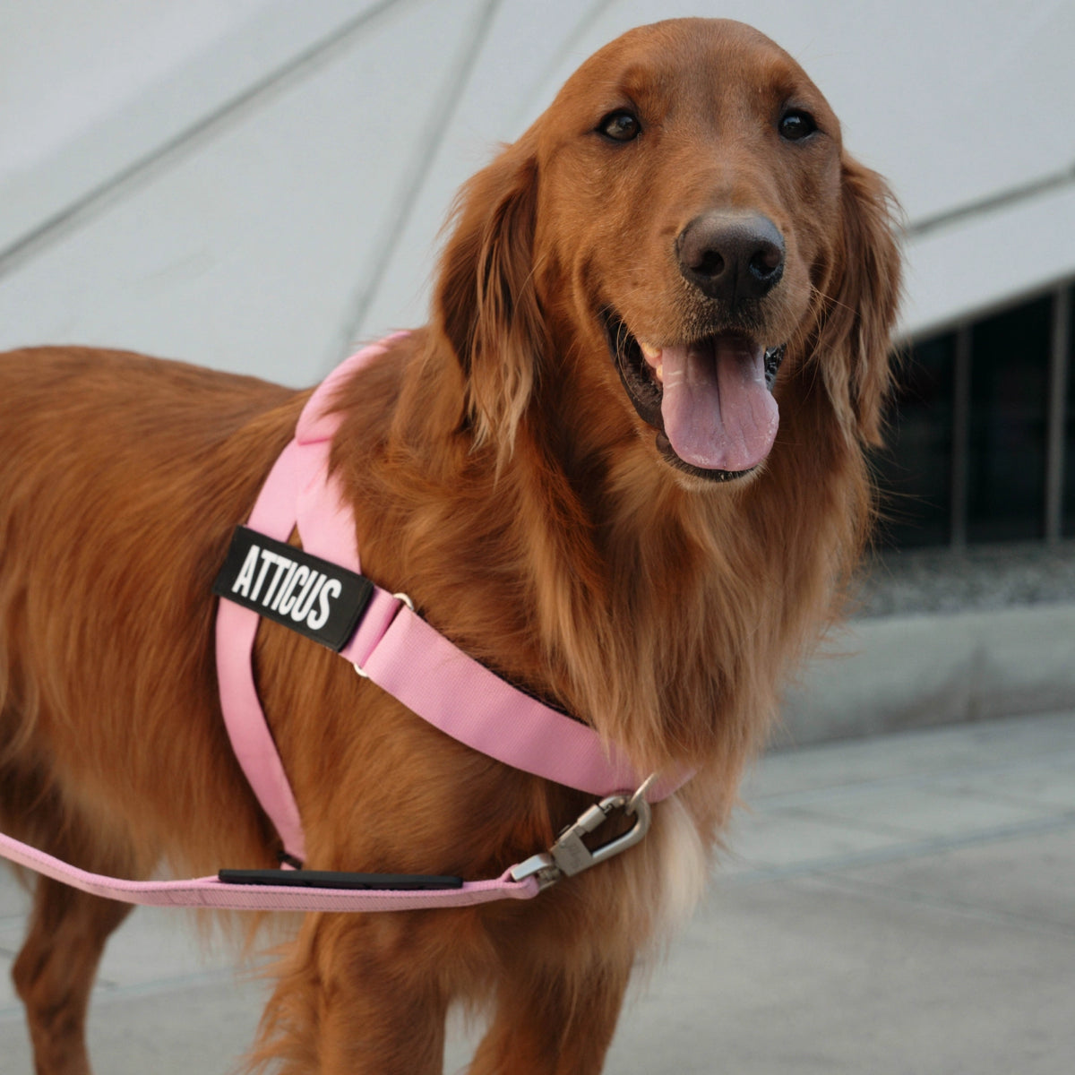 Brown dog wearing a pink harness with a pink bungee dog leash attached.