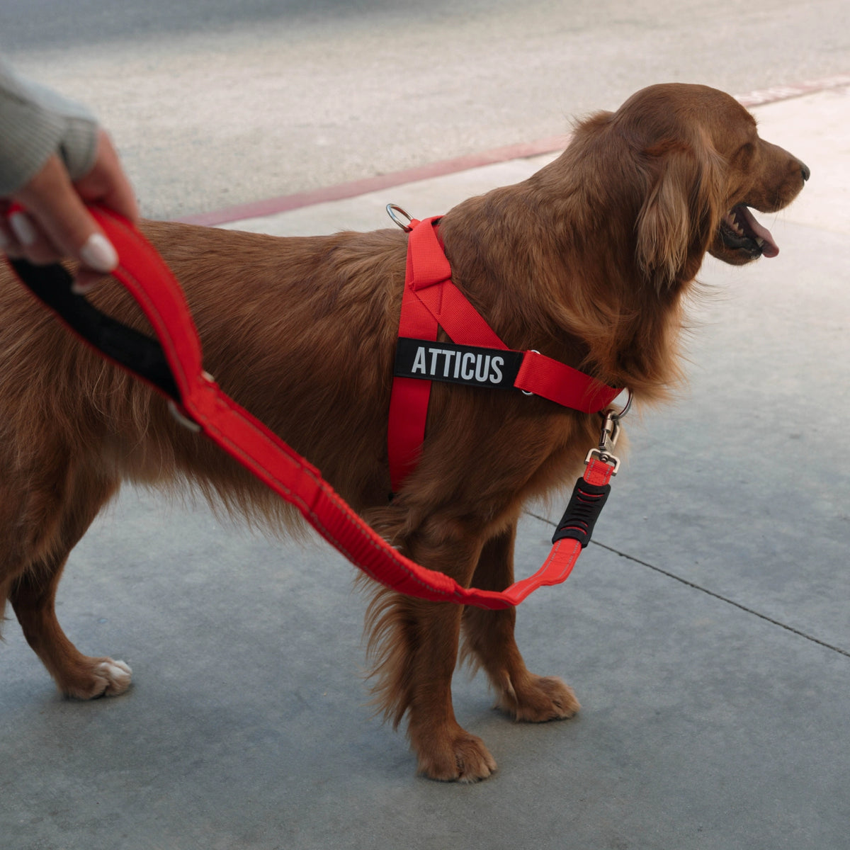 Person walking a dog with a red bungee dog leash.