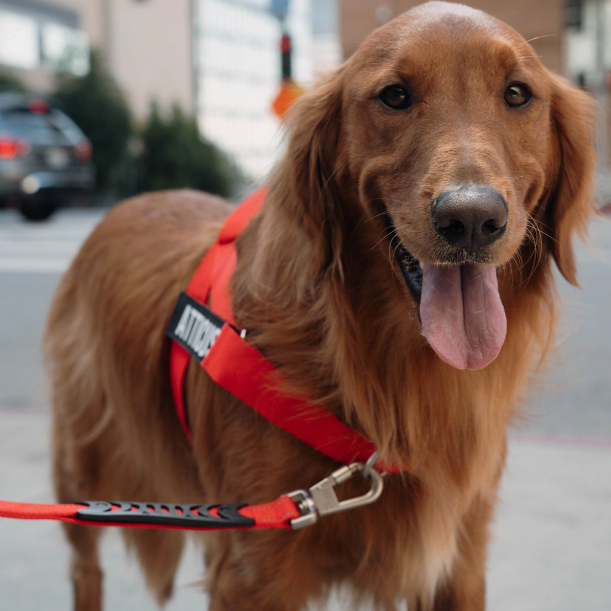Person walking a dog with a red bungee dog leash.