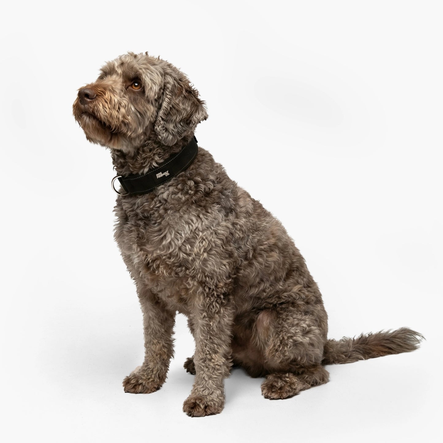 Collar Walk Set - Black