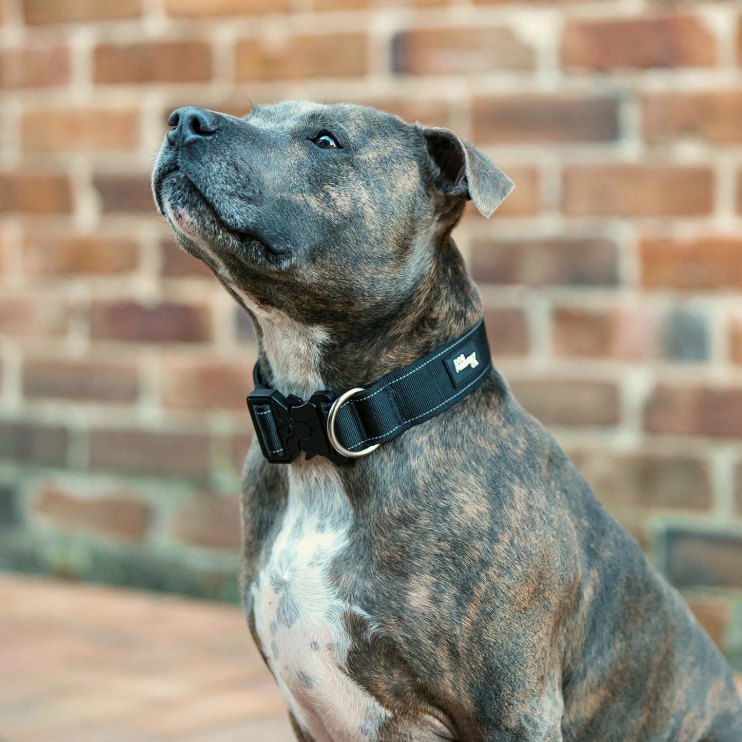 Collar Walk Set - Black