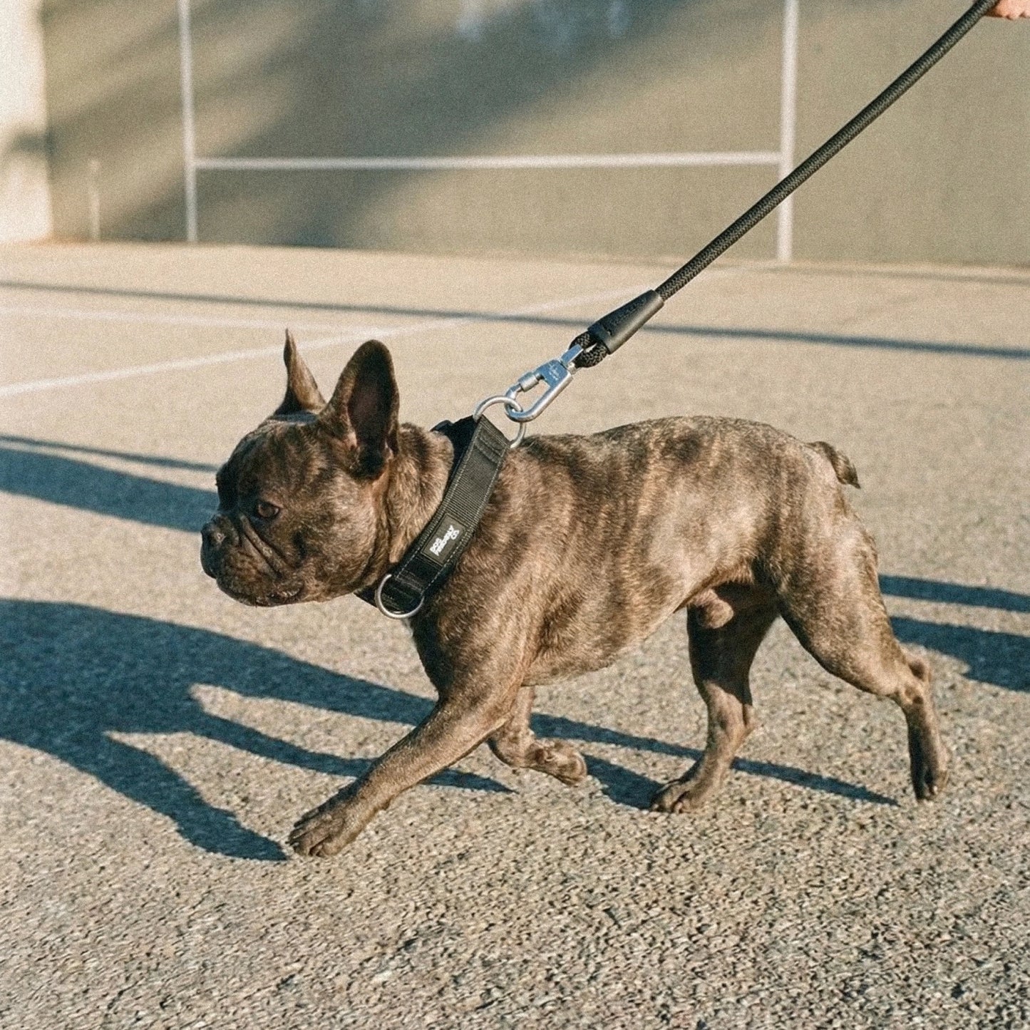 Collar Walk Set - Black