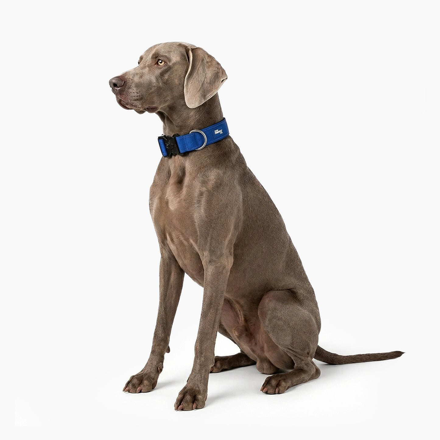 Tactical Dog Collar - Classic Blue