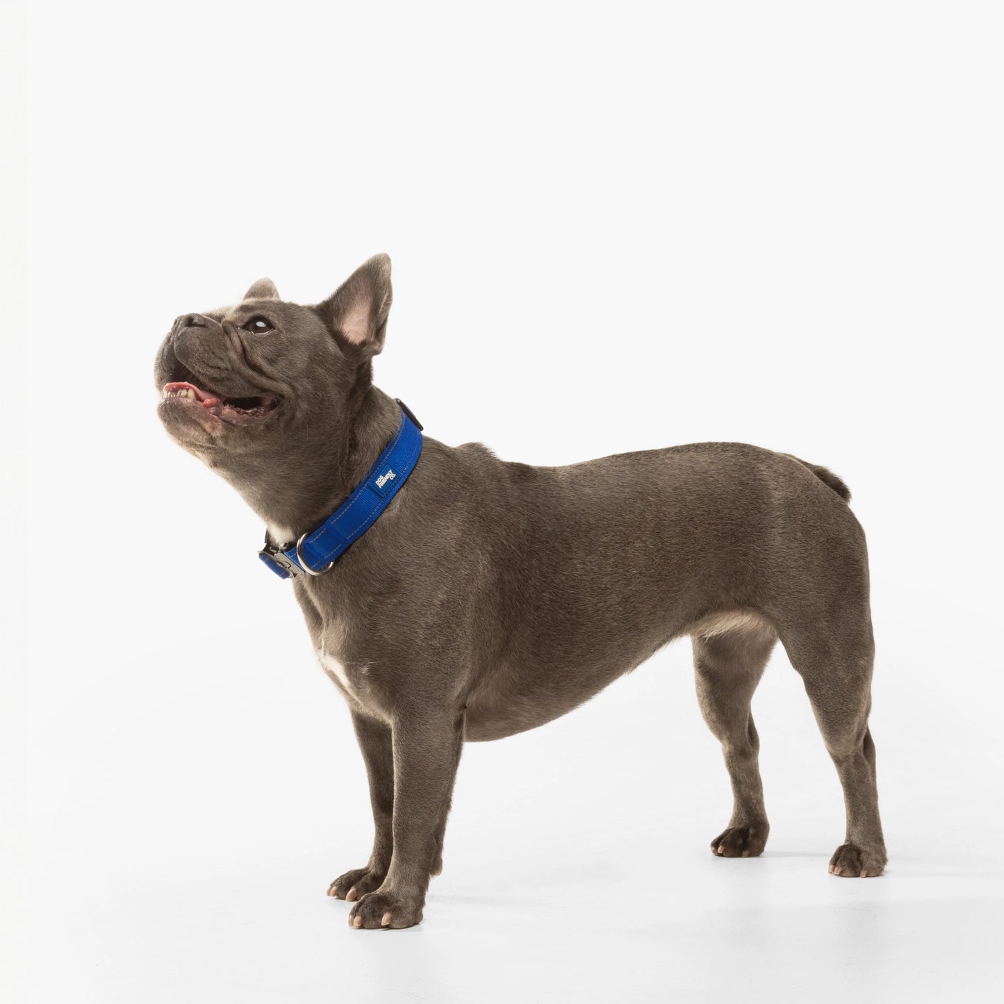 Tactical Dog Collar - Classic Blue