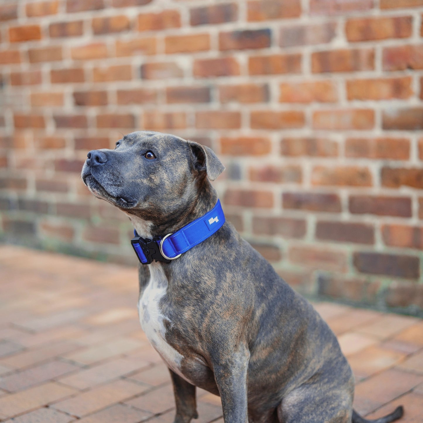 Tactical Dog Collar - Classic Blue