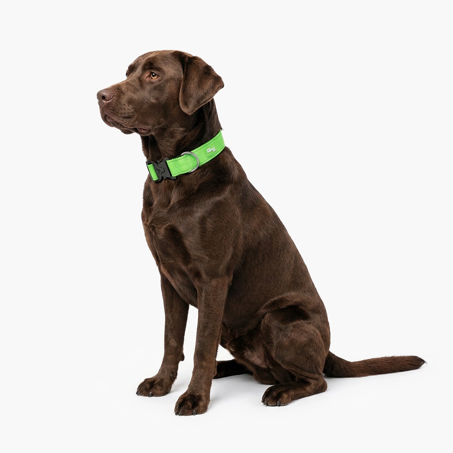 Tactical Dog Collar - Neon Green