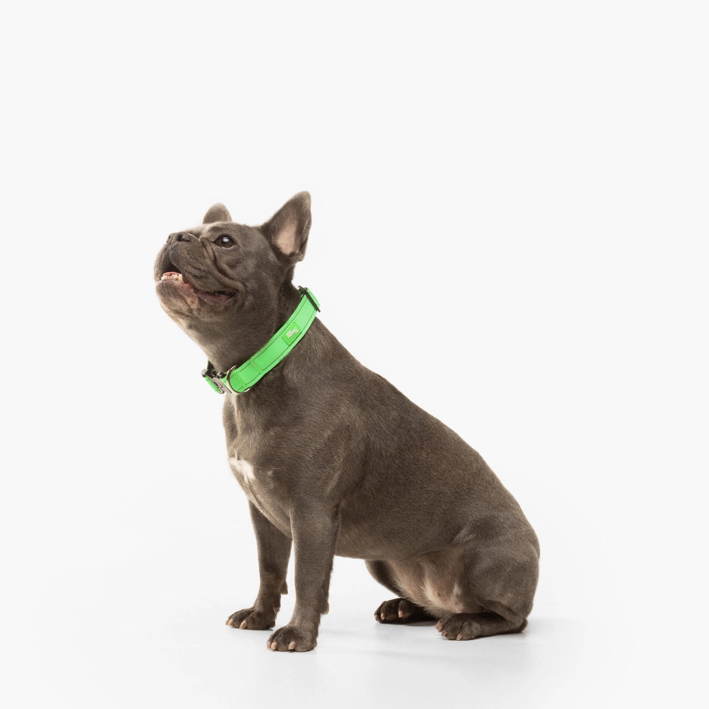 Tactical Dog Collar - Neon Green