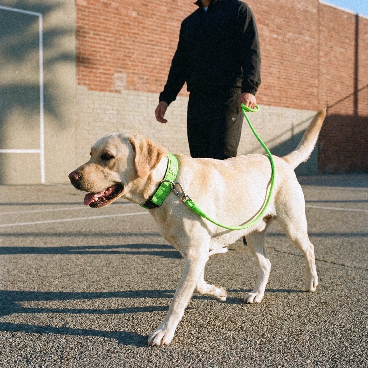 Tactical Dog Collar - Neon Green