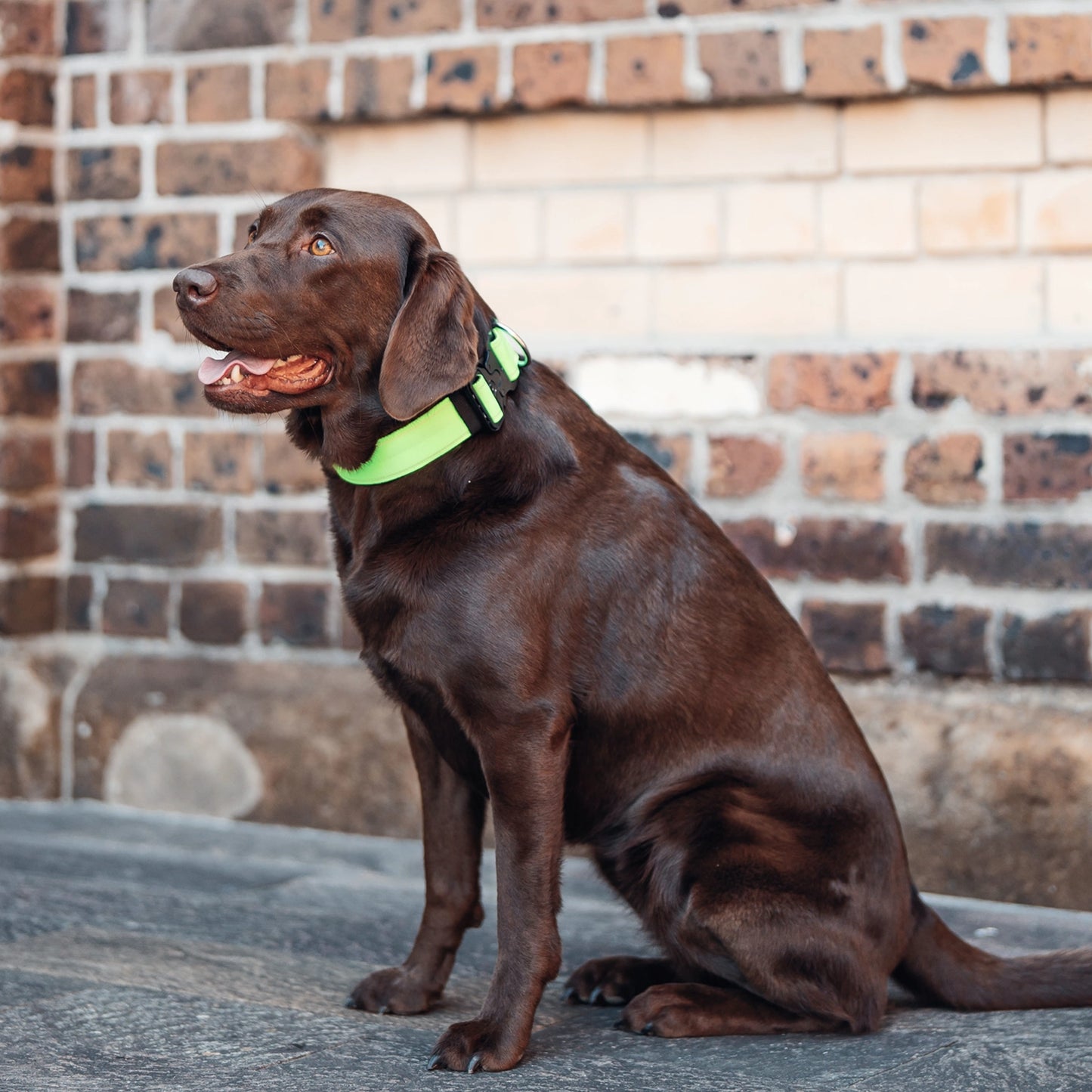 Tactical Dog Collar - Neon Green