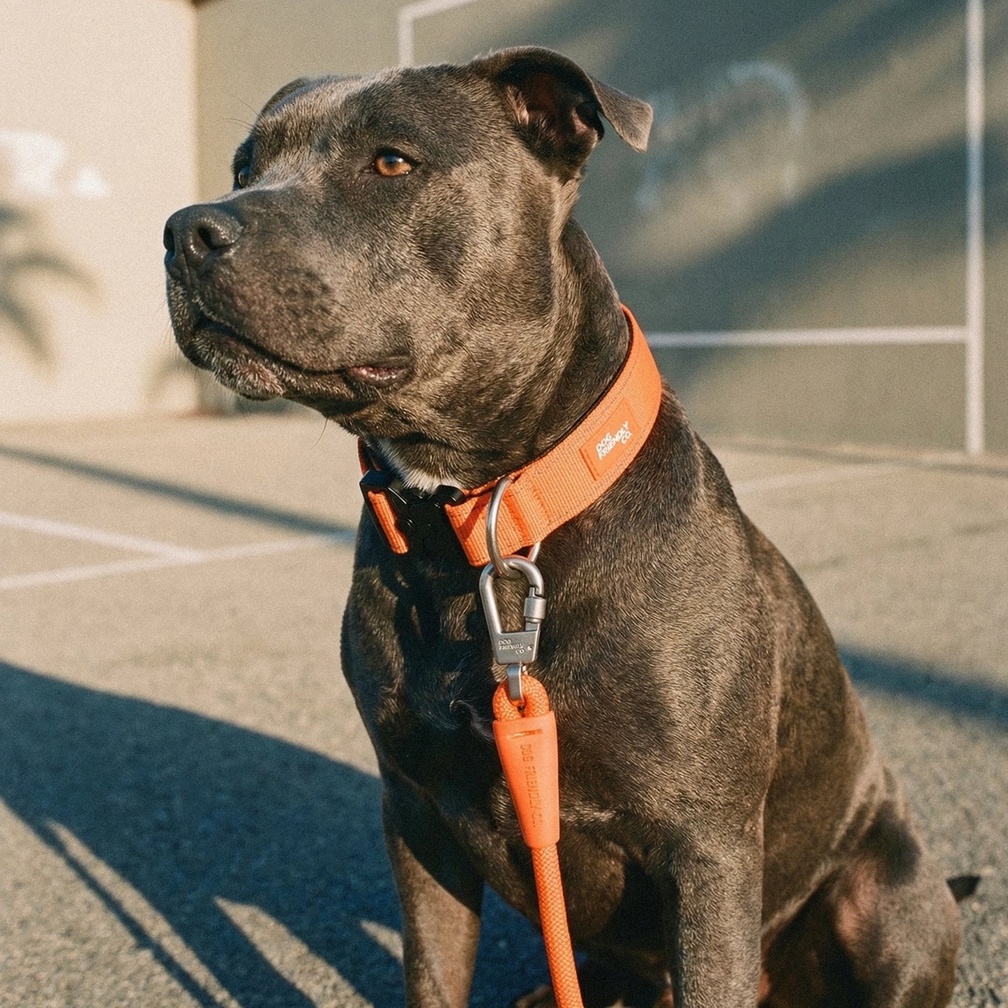 Tactical Dog Collar - Hi-vis Orange