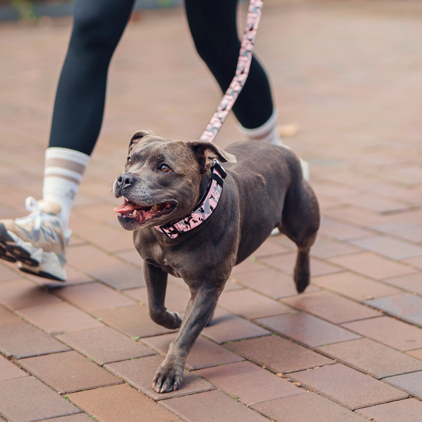 Tactical Dog Collar - Pink Camo