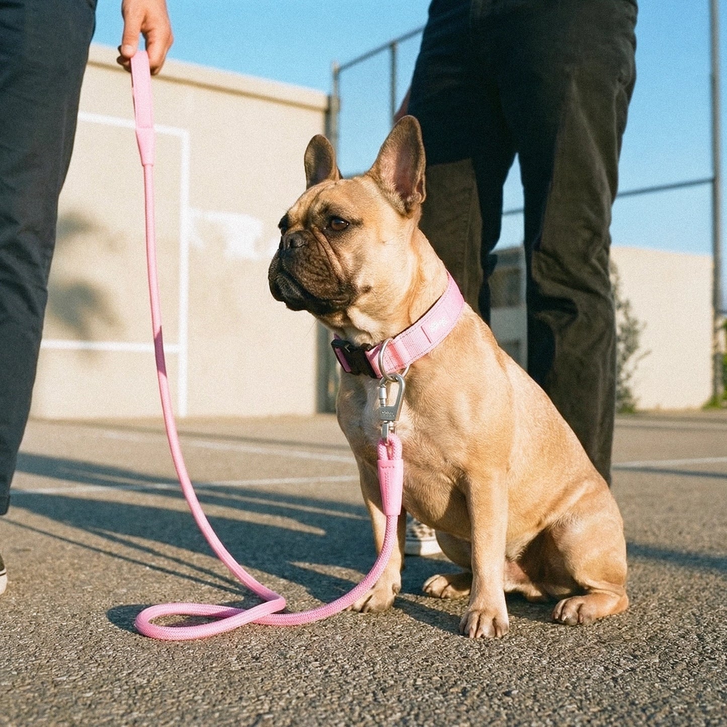 Tactical Dog Collar - Pink