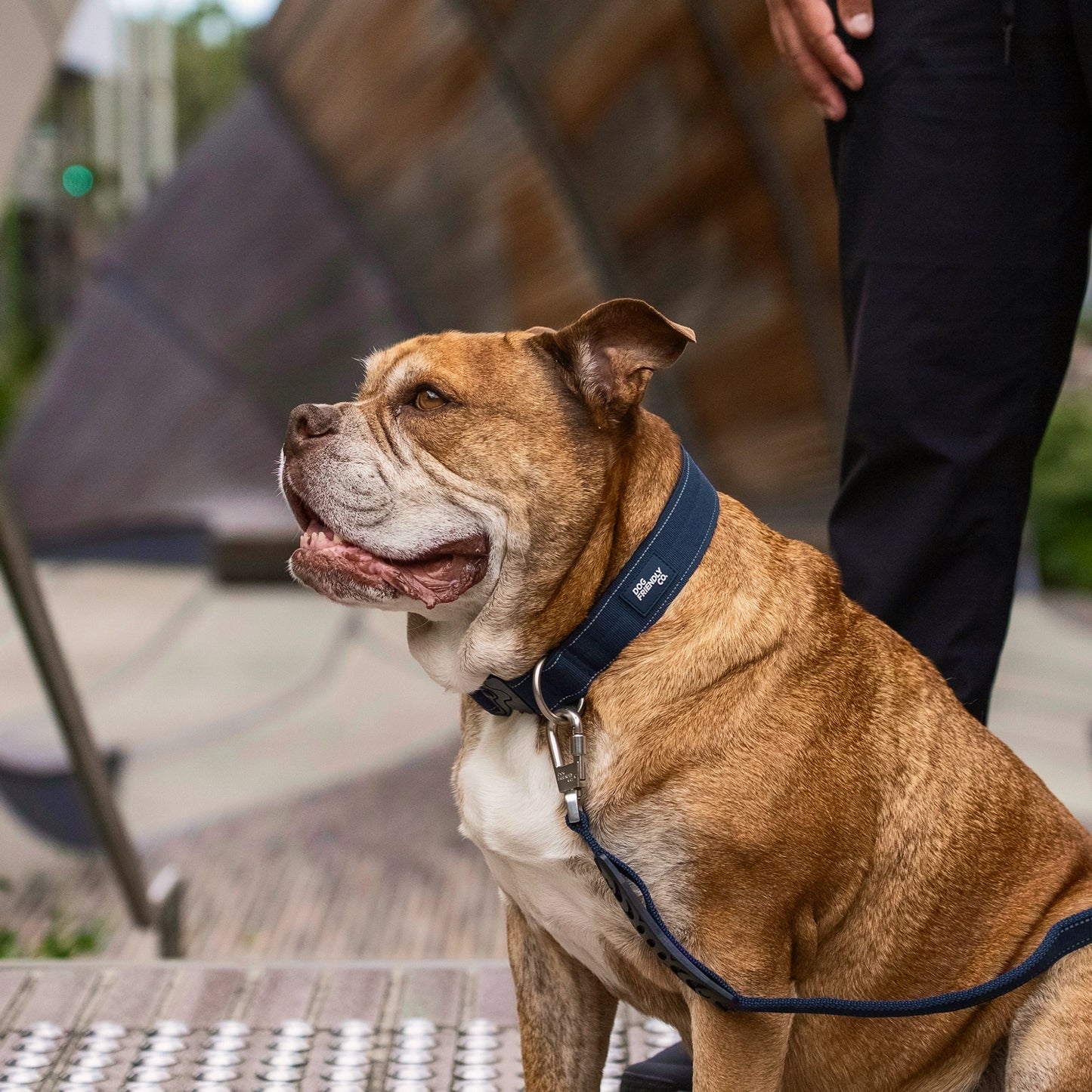 Tactical Dog Collar - Navy Blue