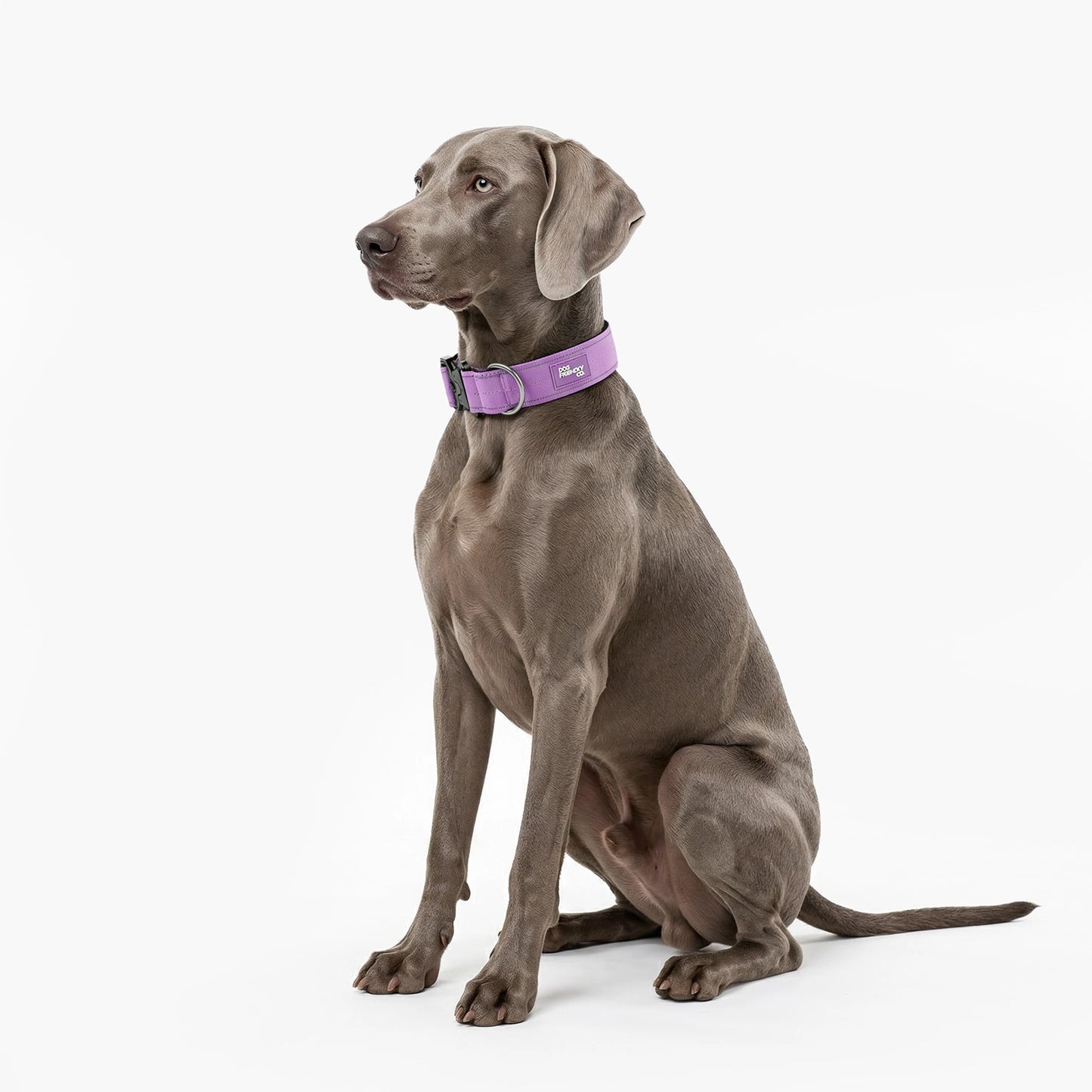 Tactical Dog Collar - Purple