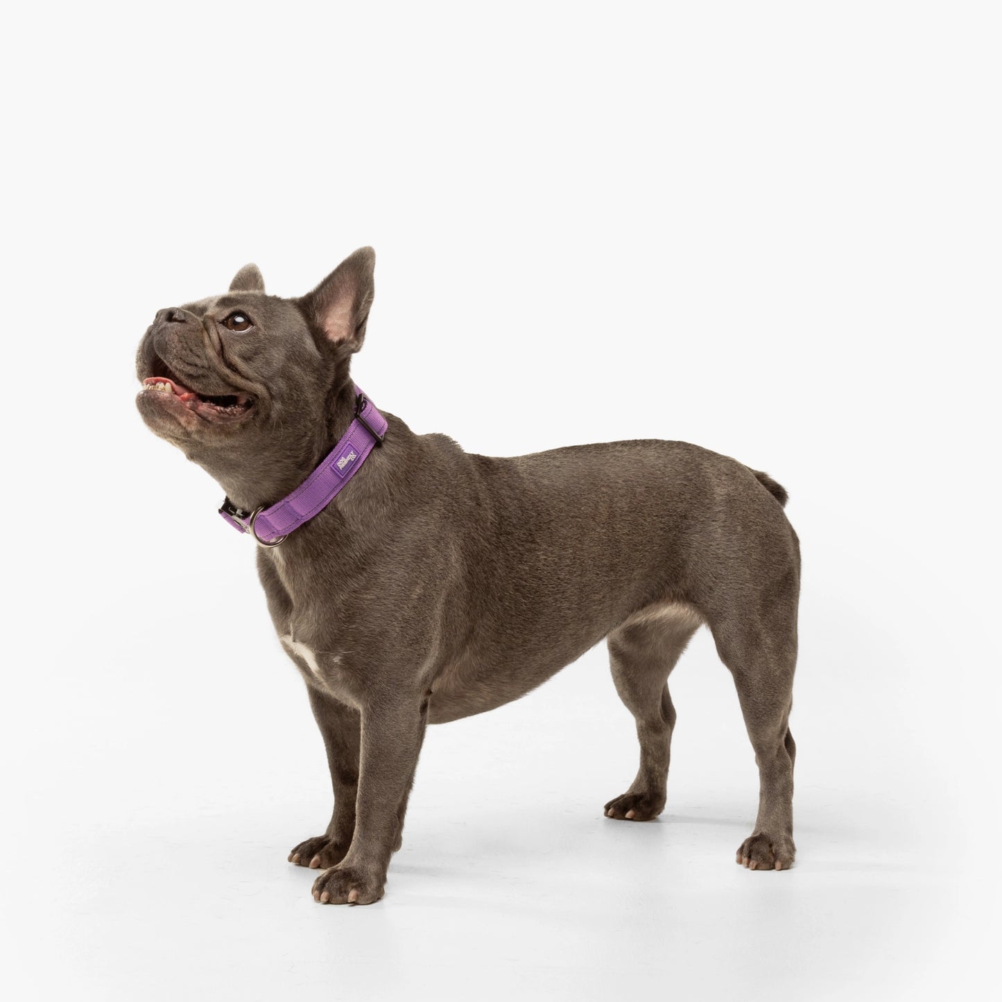 Tactical Dog Collar - Purple