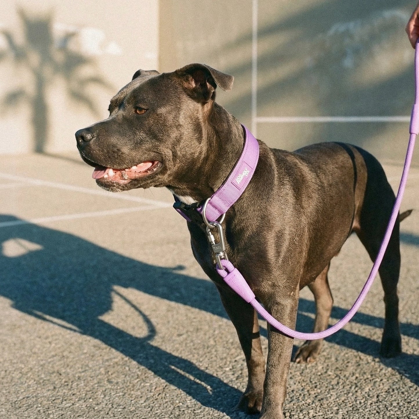 Tactical Dog Collar - Purple