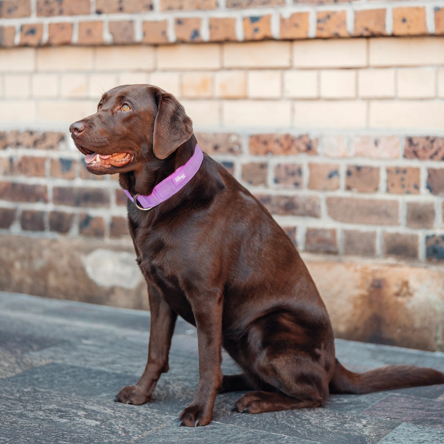 Tactical Dog Collar - Purple