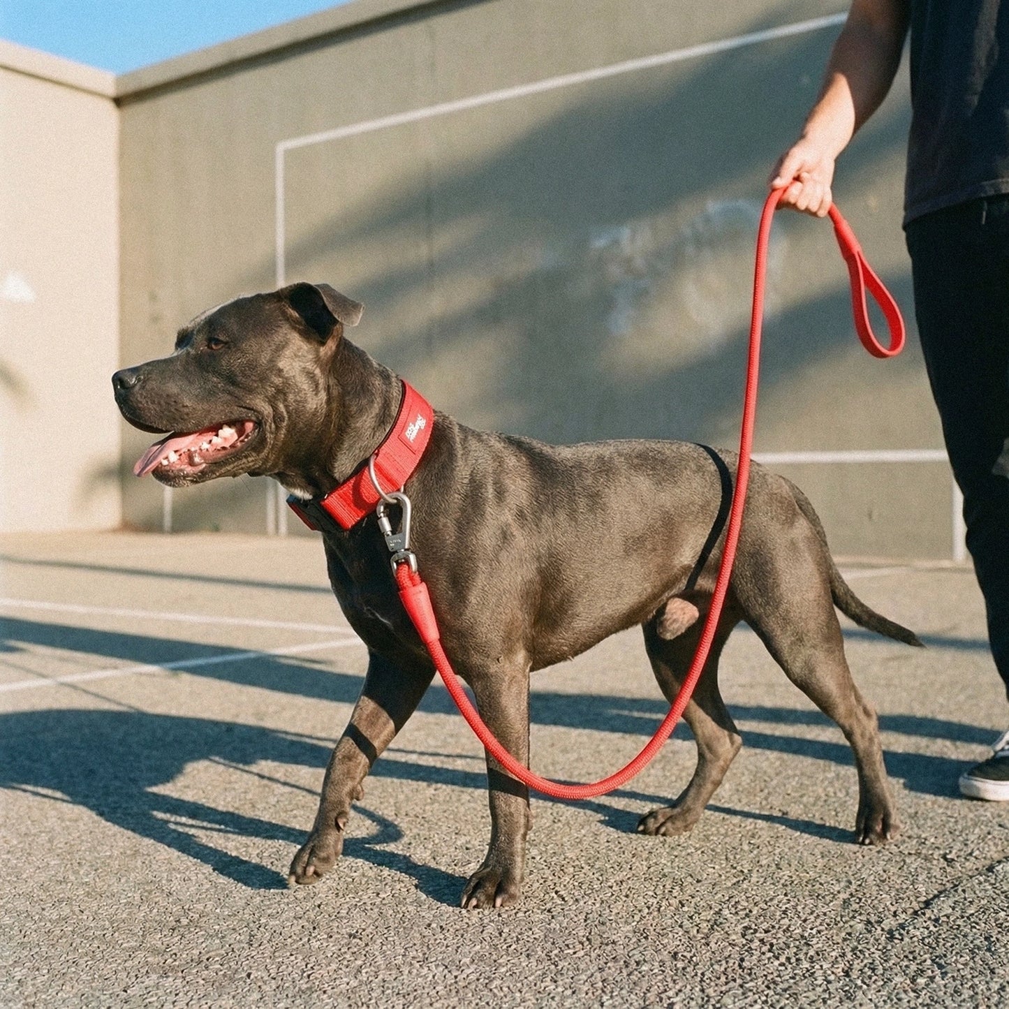Tactical Dog Collar - Red
