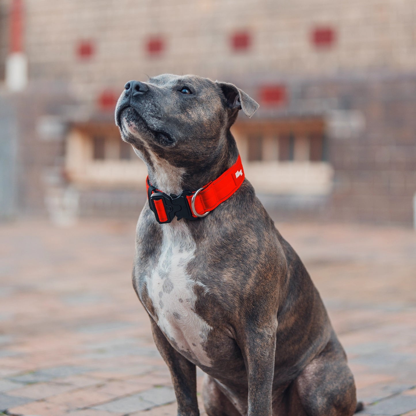 Tactical Dog Collar - Red