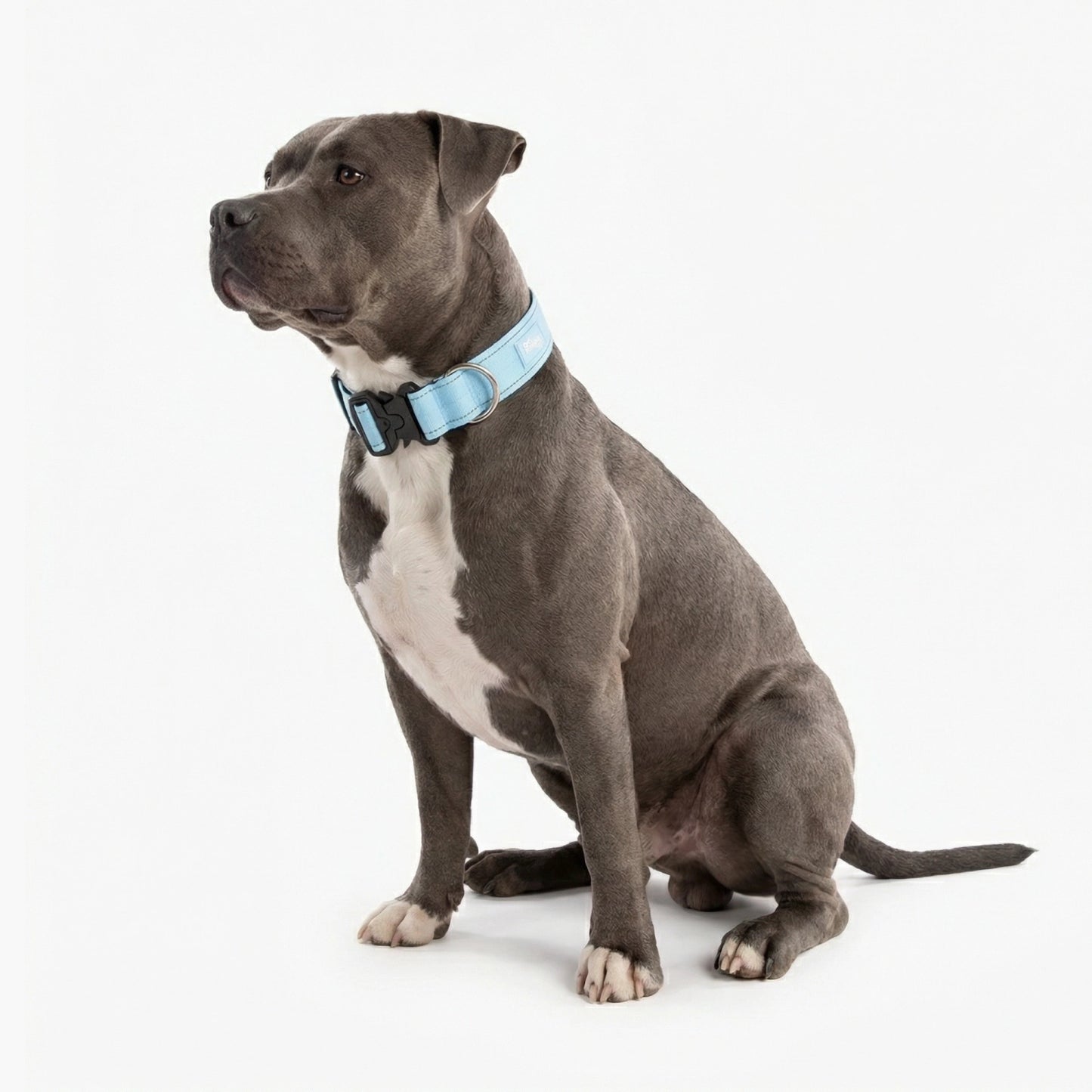Tactical Dog Collar - Sky Blue