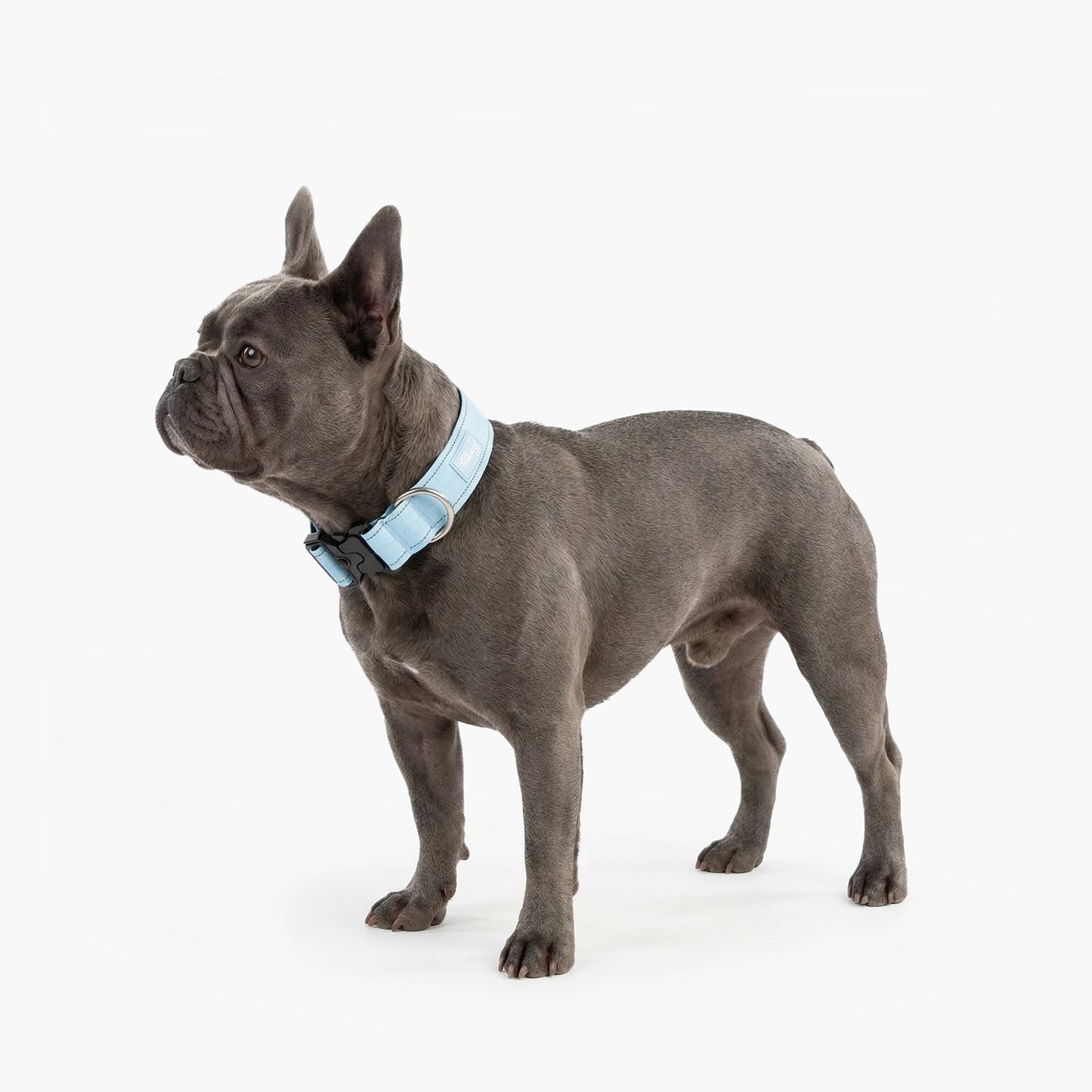Tactical Dog Collar - Sky Blue