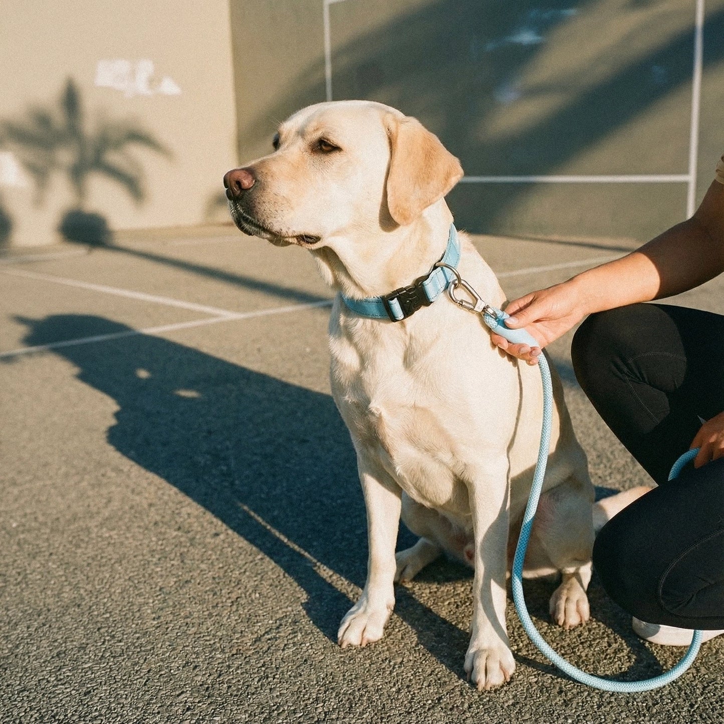 Tactical Dog Collar - Sky Blue