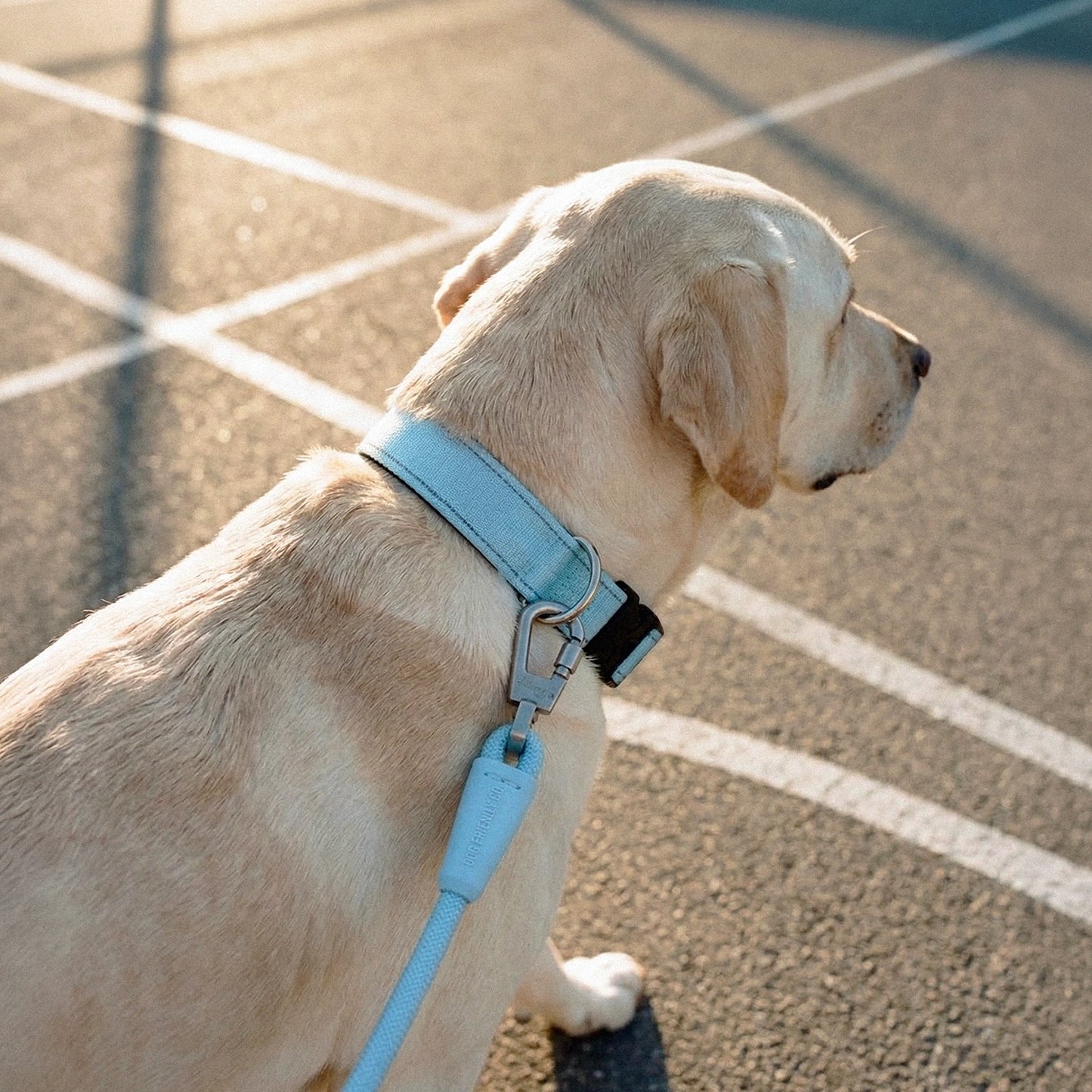 Tactical Dog Collar - Sky Blue