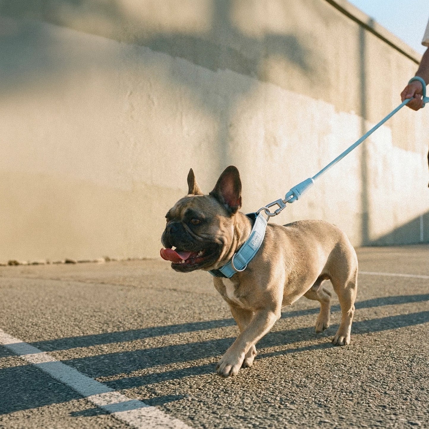 Tactical Dog Collar - Sky Blue