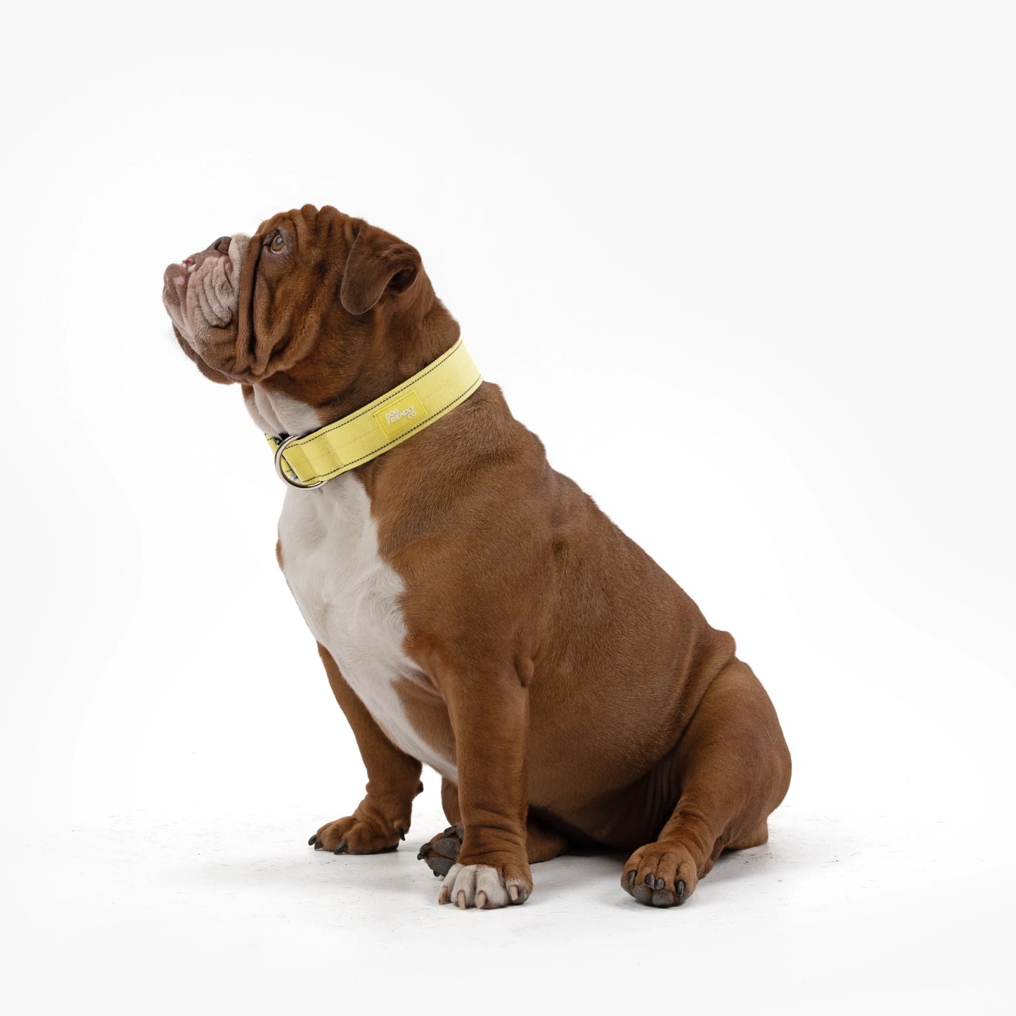 Tactical Dog Collar - Yellow