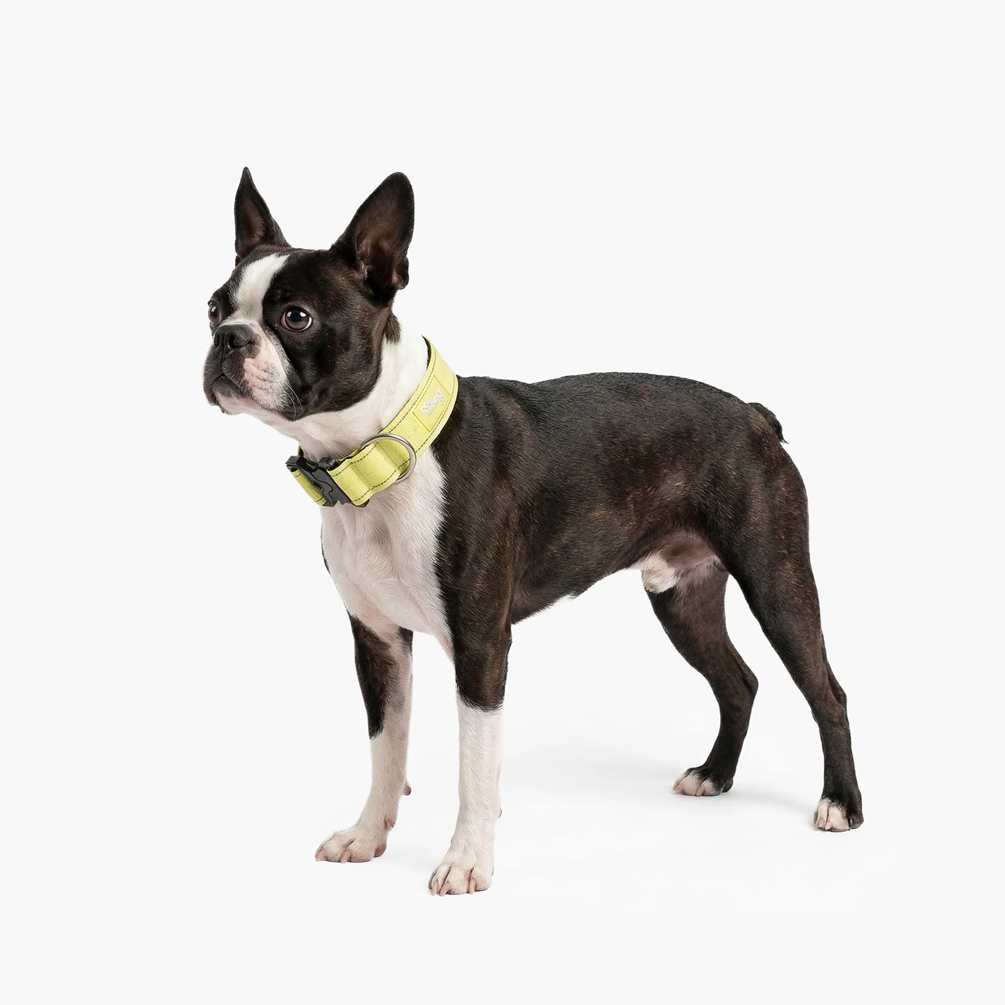 Tactical Dog Collar - Yellow