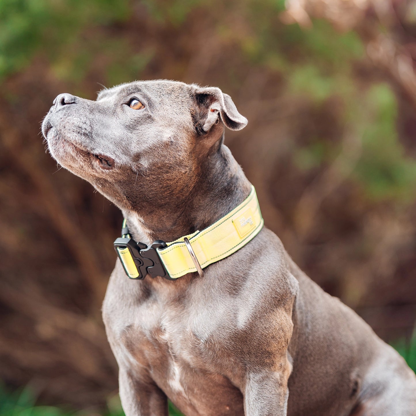 Tactical Dog Collar - Yellow