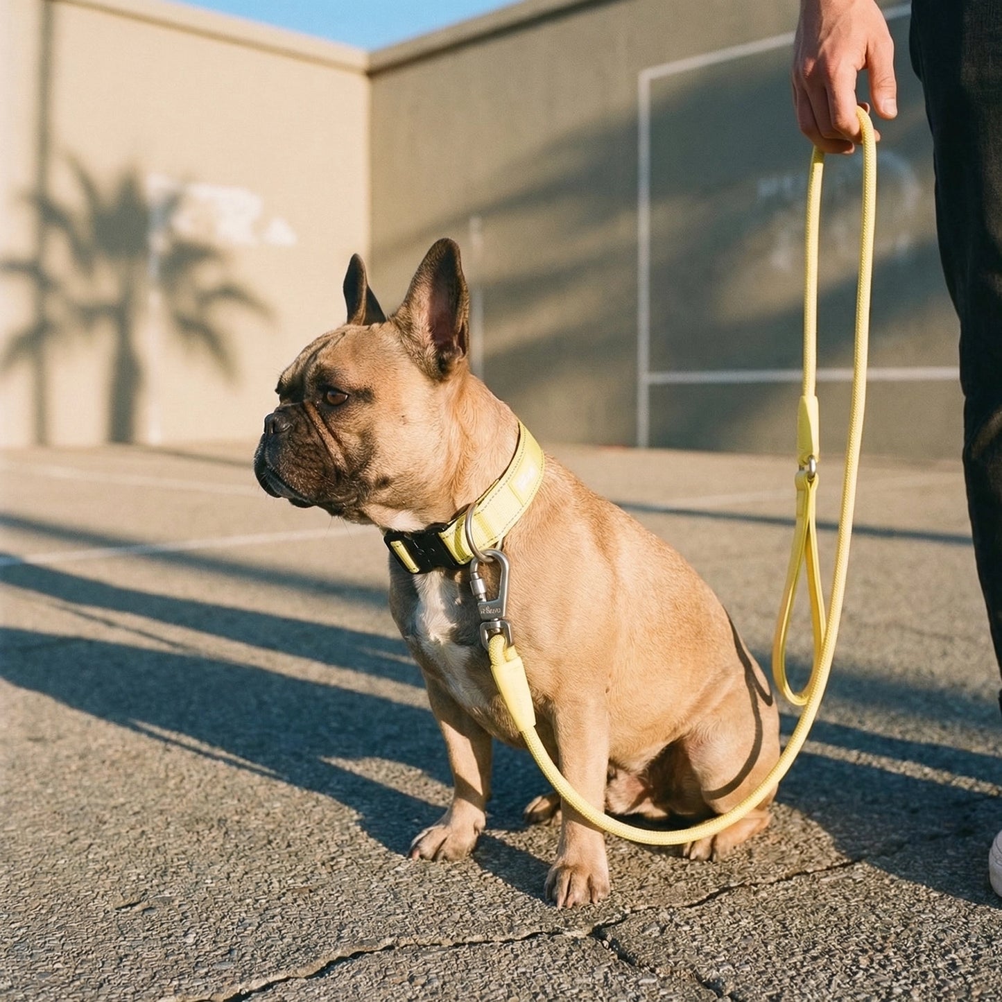 Tactical Dog Collar - Yellow
