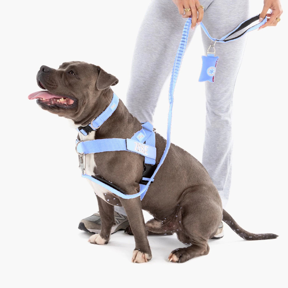 Staffy in the Air harness with the name ZEKE, Air collar and bungee leash; the owner holds the poop bag holder