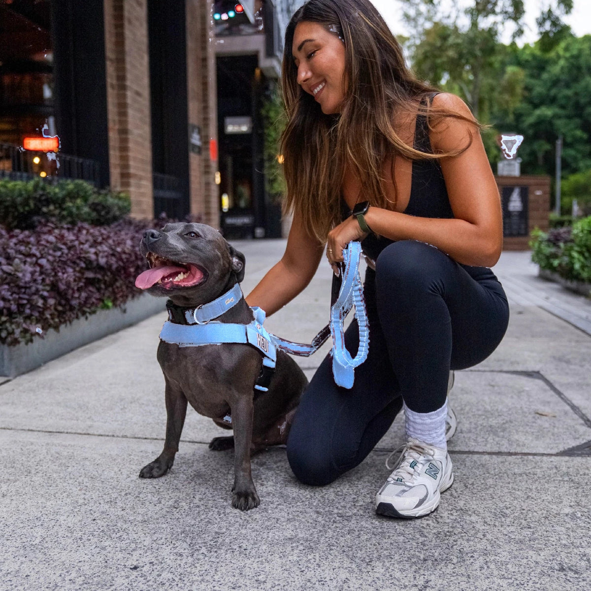 Woman crouching beside a Staffy in the Air harness and collar, holding the bungee leash