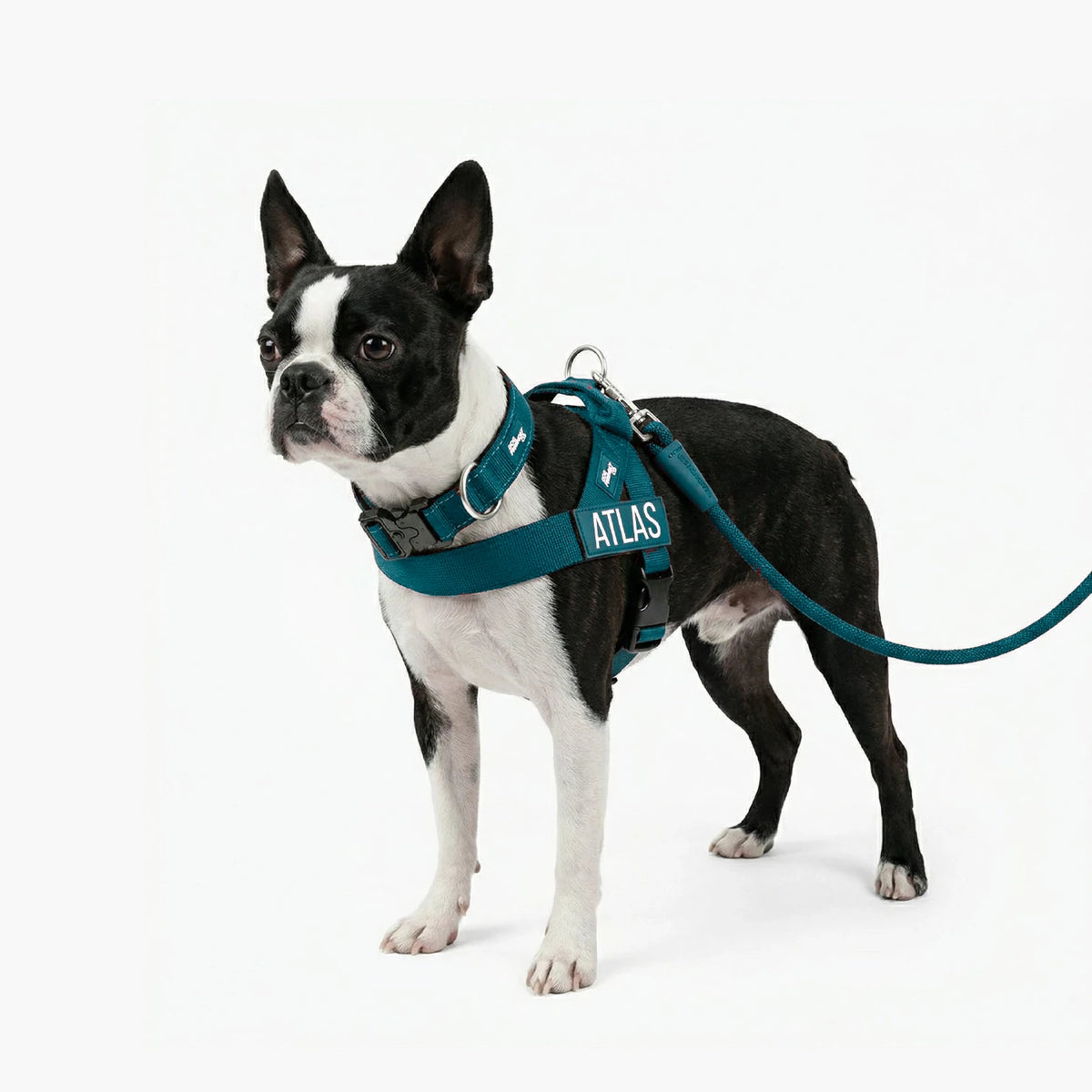 Boston terrier in the Forest harness with the name ATLAS, Forest collar and bungee leash