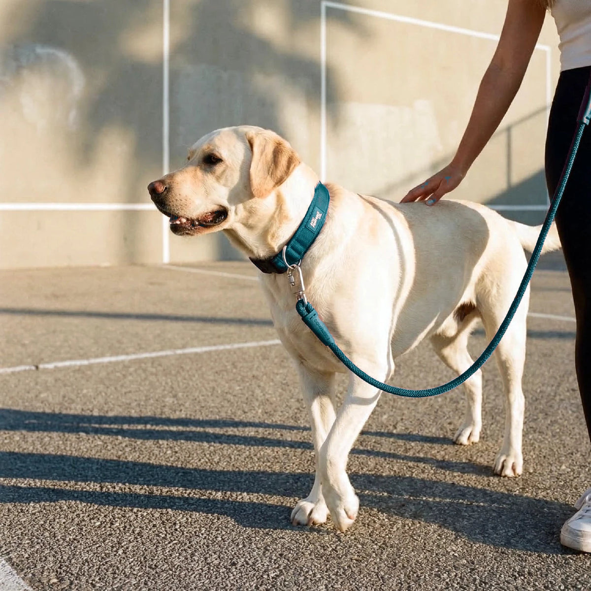 Labrador walking in the sun in the Forest collar and bungee leash