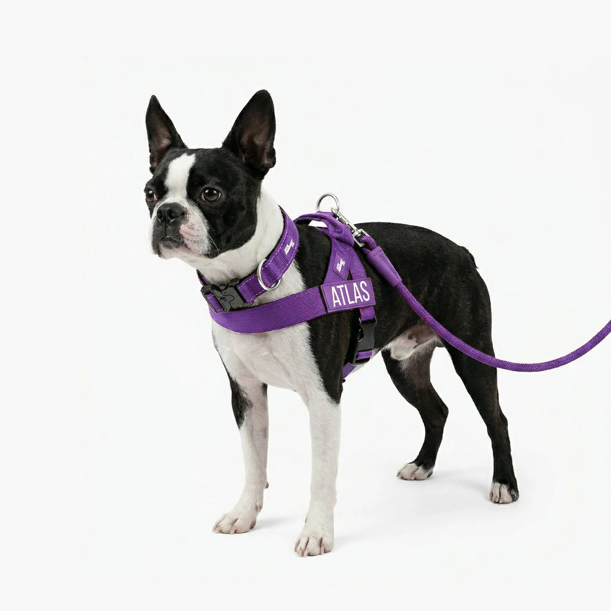 Boston terrier in the Indigo harness with the name ATLAS, Indigo collar and bungee leash
