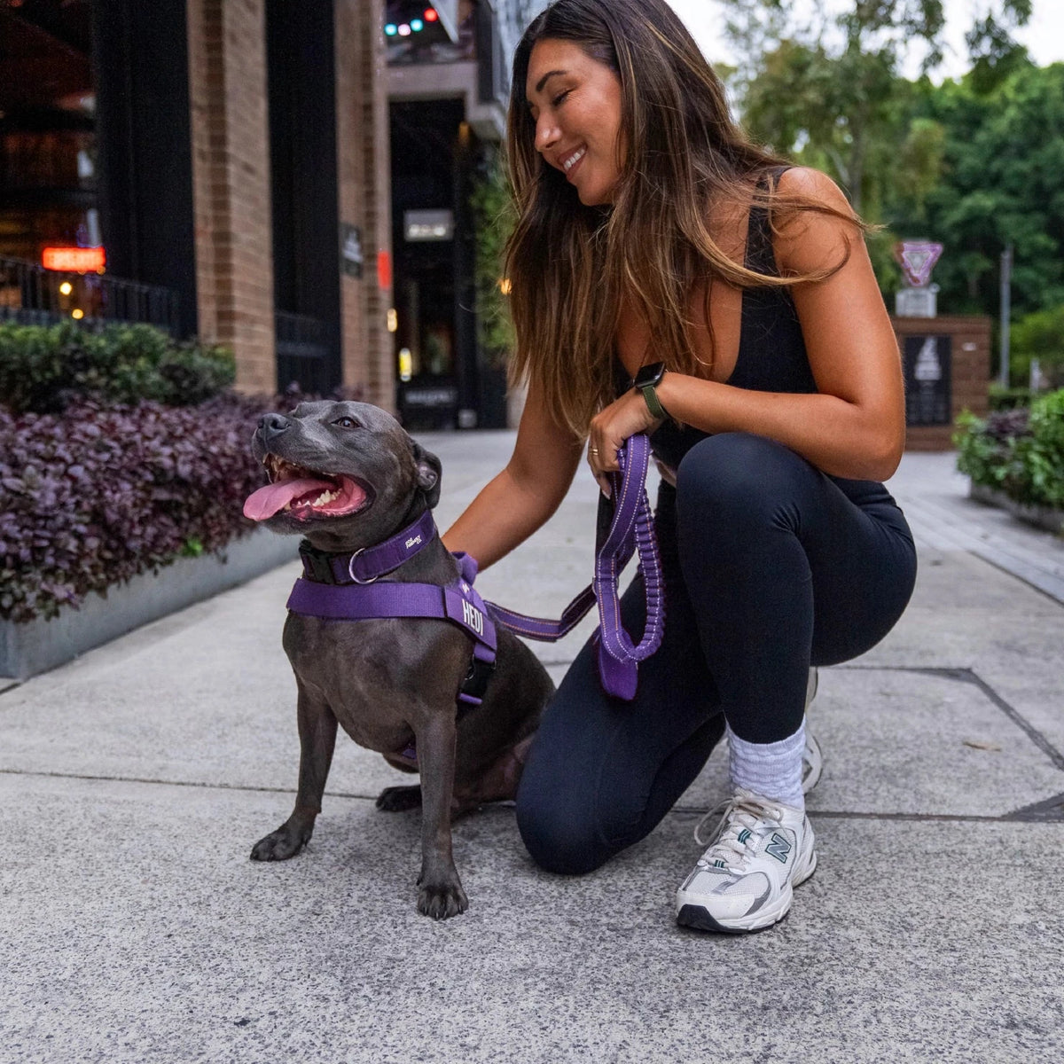 Woman crouching beside a Staffy in the Indigo harness and collar, holding the bungee leash