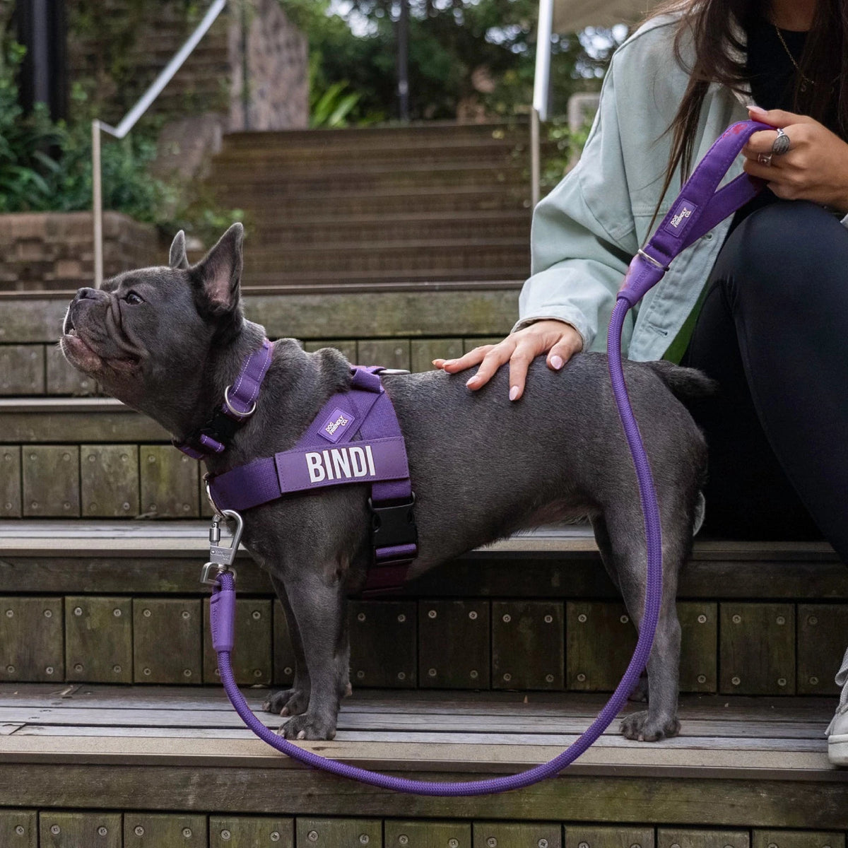 French bulldog in the Indigo harness with the name BINDI, Indigo collar and bungee leash, on outdoor steps