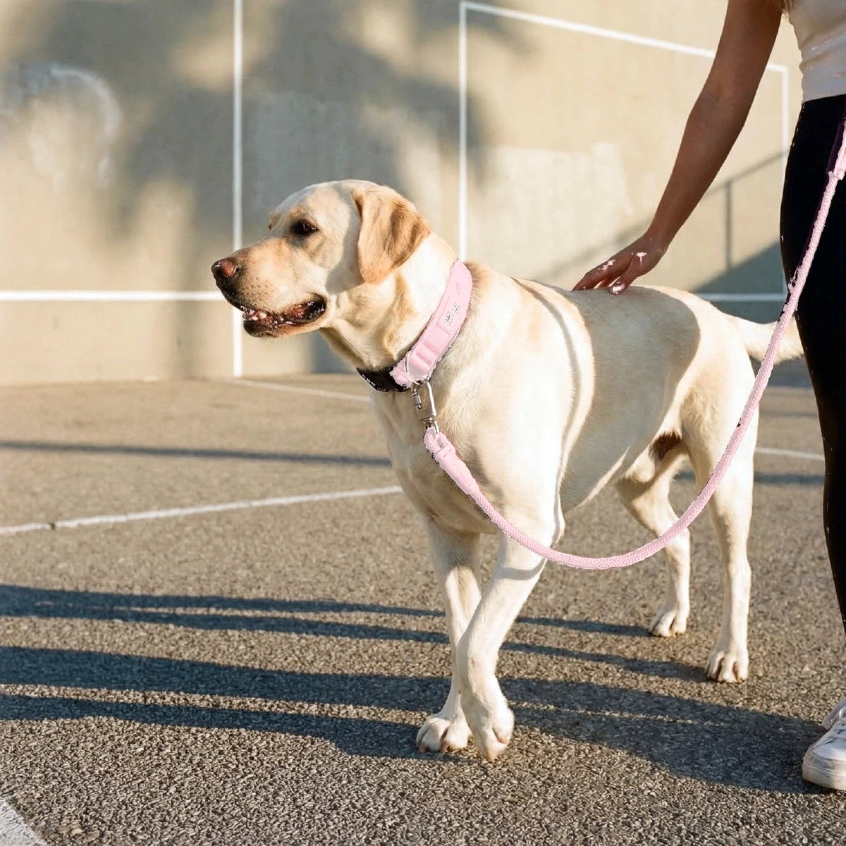 Labrador walking in the sun in the Sakura collar and bungee leash