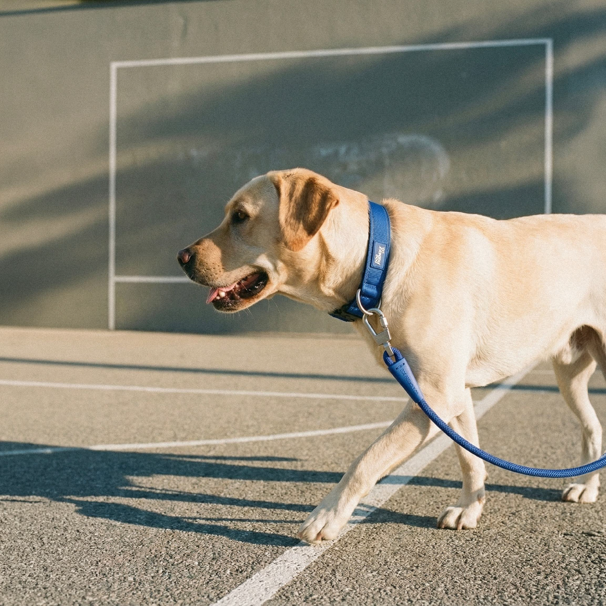 Dog Lovers Pack
