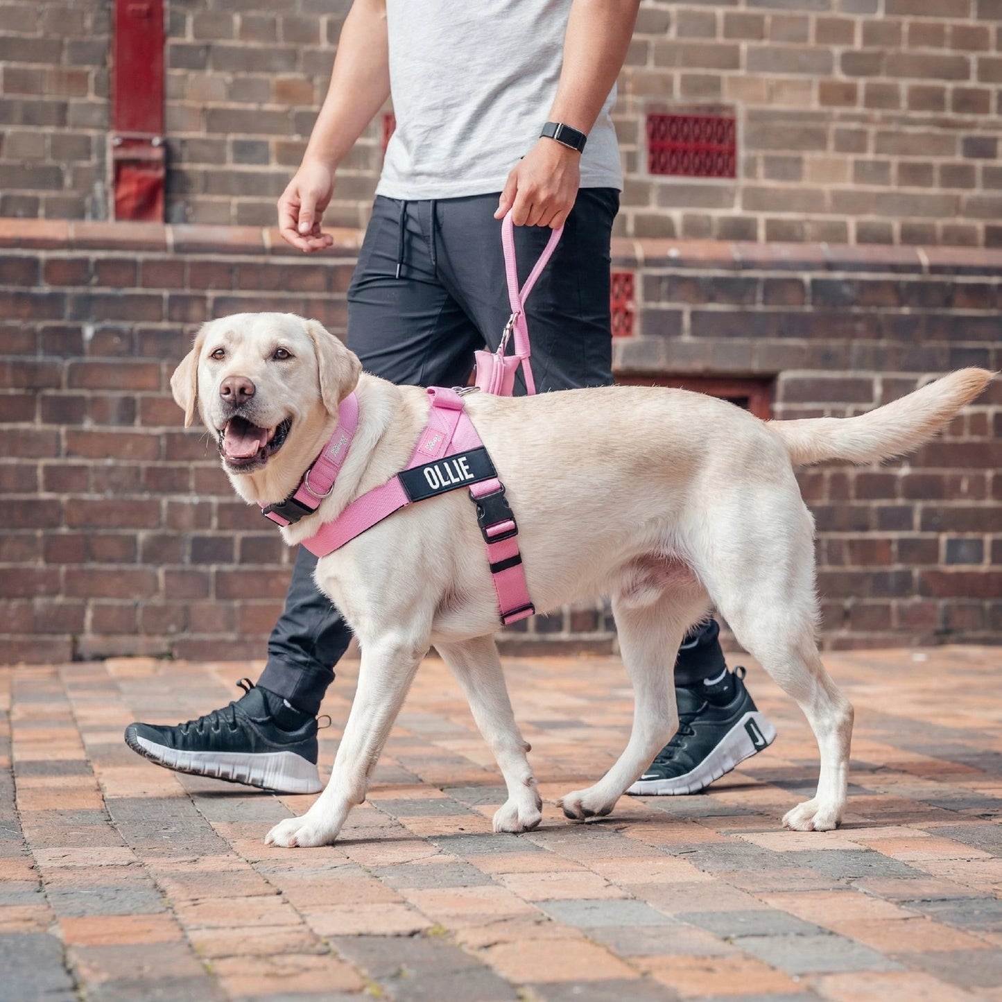 Dog Lovers Pack - Pink