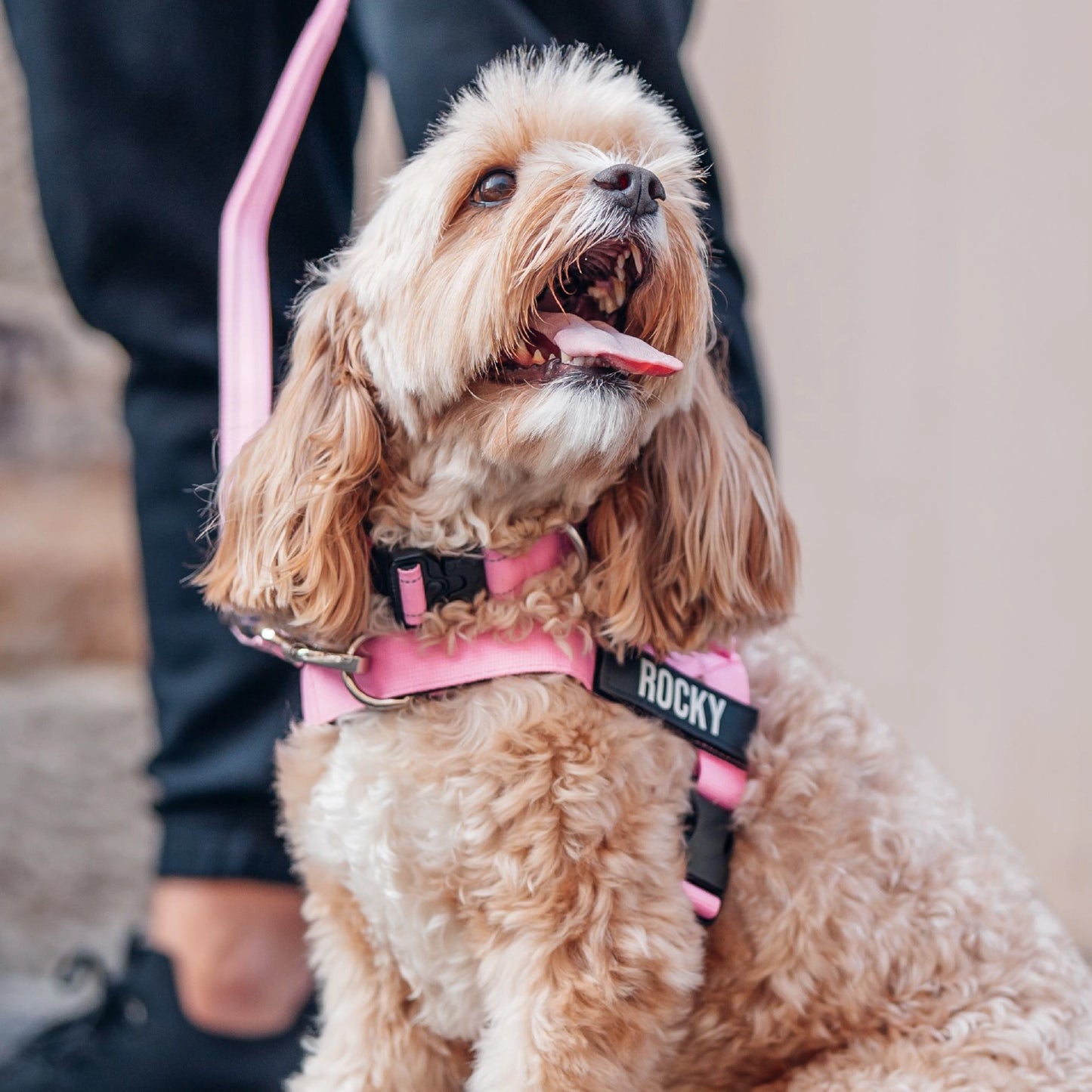 Dog Lovers Pack - Pink