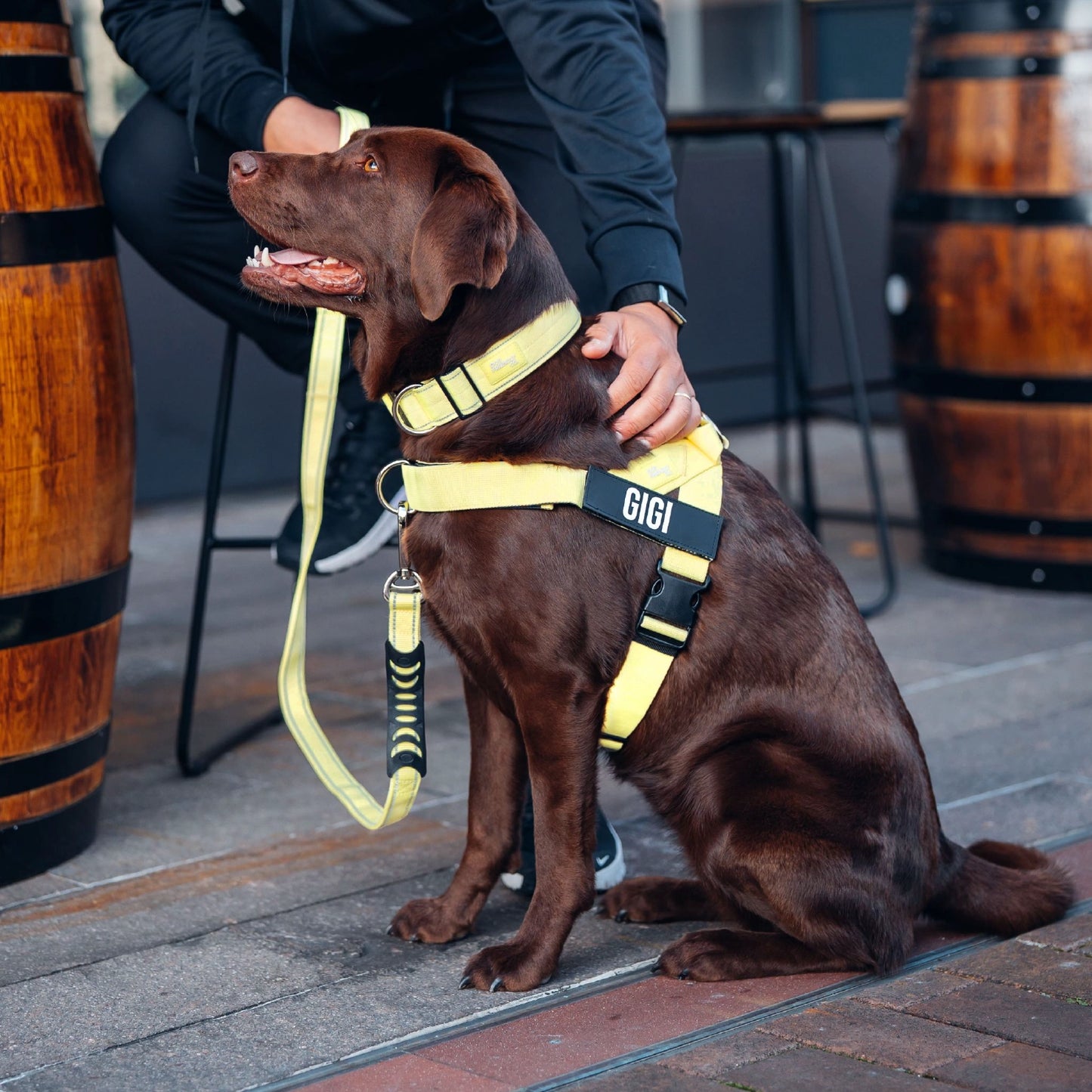 Dog Lovers Pack - Yellow